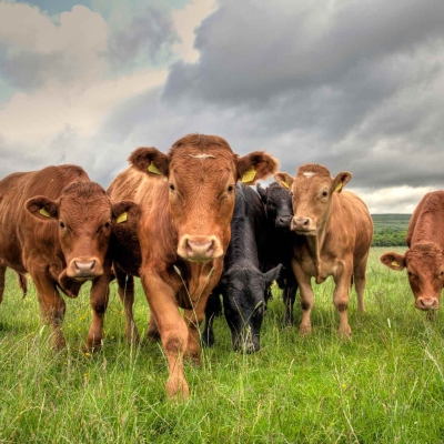 Live Cattle Futures