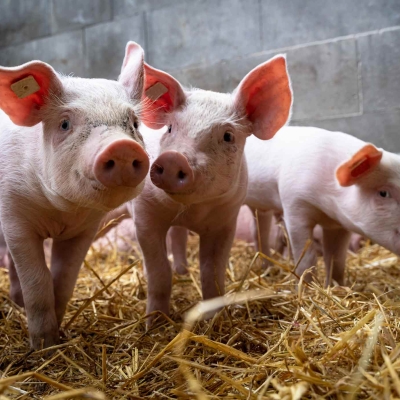 Lean Hog Futures