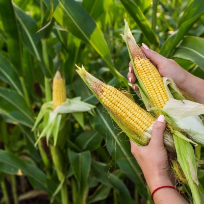 Corn Futures