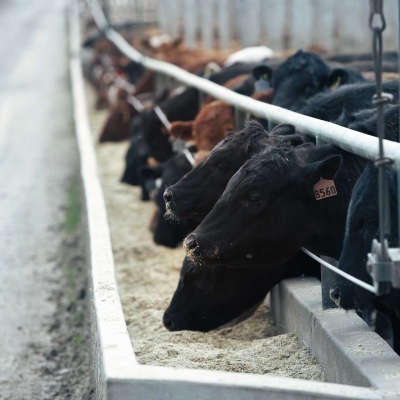 Feeder Cattle Futures