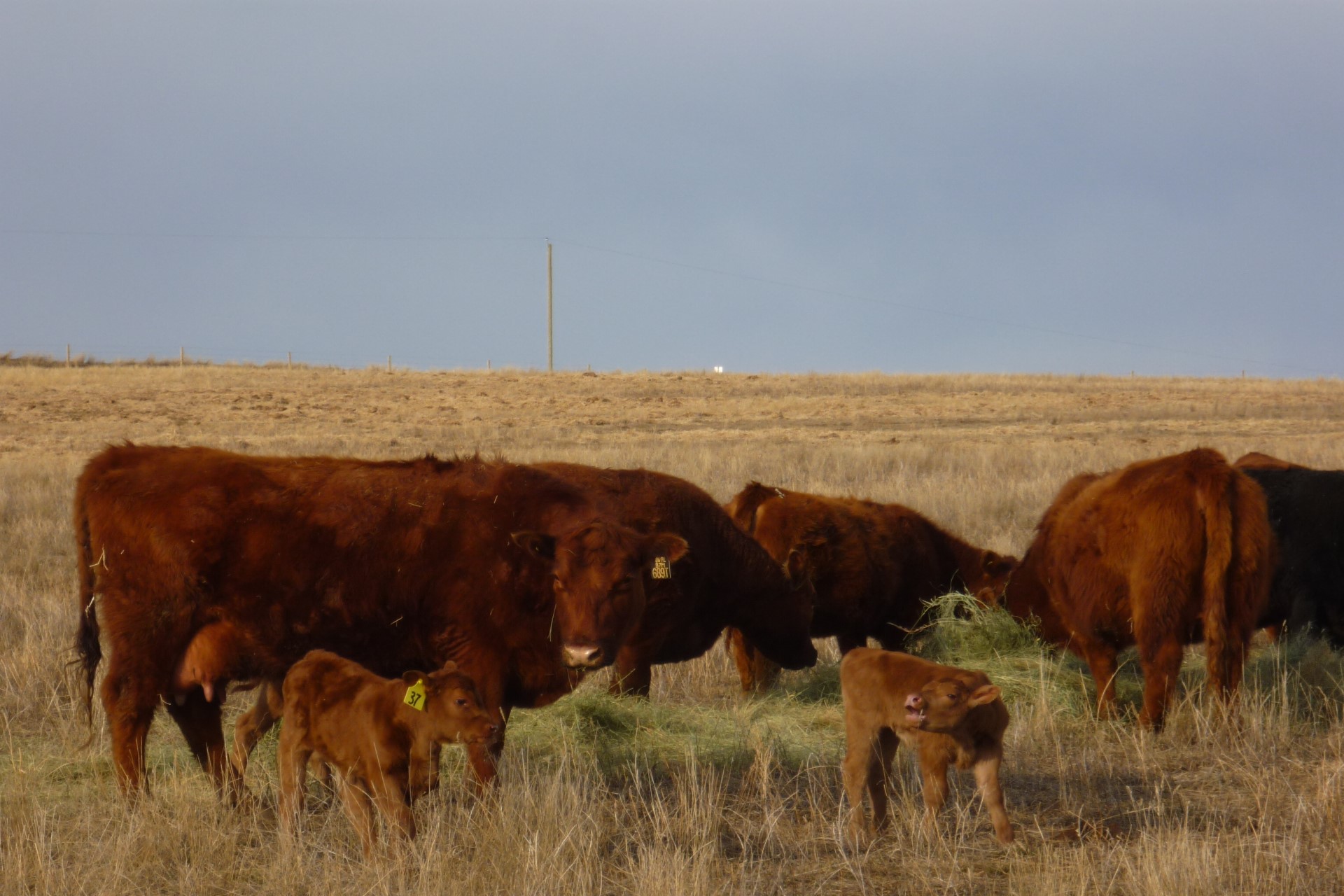 Beef-Pork Wholesale Price Ratios